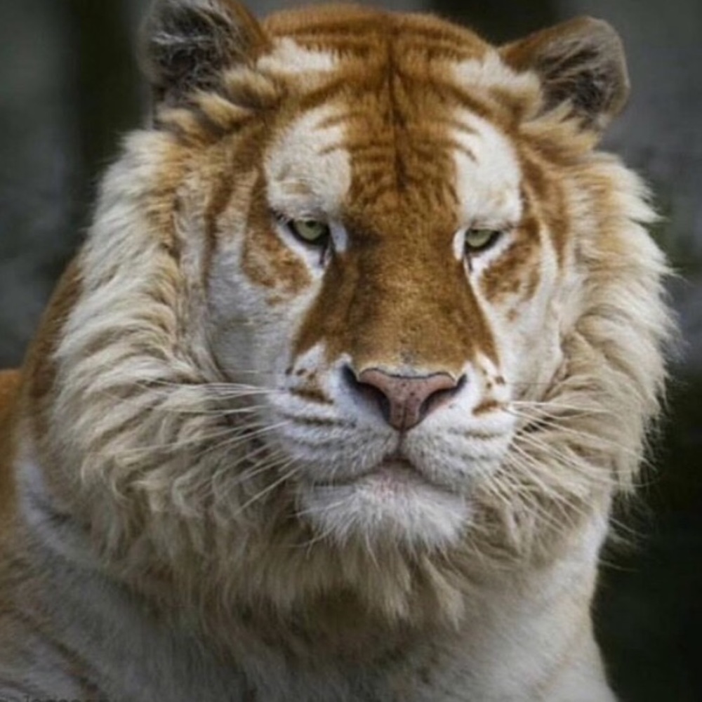 Meet your Posher, Dom